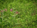 Two-tailed swallowtail butterflyÃ on milkweed